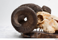  Skull Mouflon Ovis orientalis head horns skull 0020.jpg